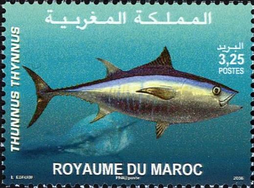 Atlantic Bluefin Tuna (Thunnus thynnus)