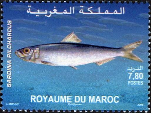 European Pilchard (Sardina pilchardus)
