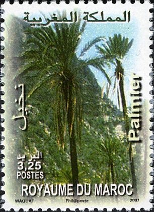 Palm Tree