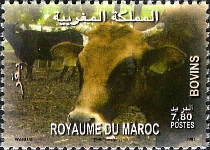 Cattle (Bos primigenius taurus)