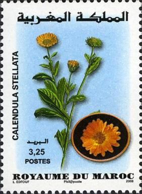 Moroccan Flora - Calendula stellata