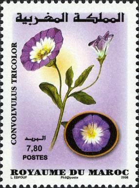 Moroccan Flora - Convolvulus tricolor