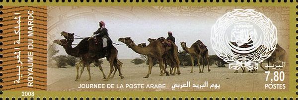 Dromedary (Camelus dromedarius) - Caravan