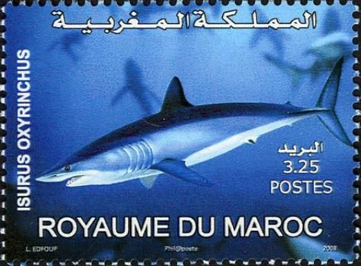Shortfin Mako Shark (Isurus oxyrinchus)