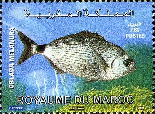 Saddled Seabream (Oblada melanura)