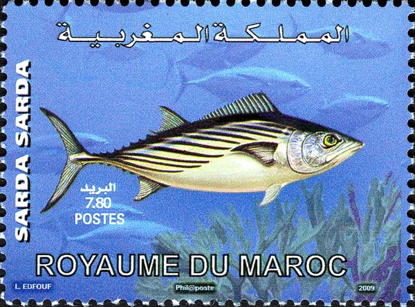 Atlantic Bonito (Sarda sarda)