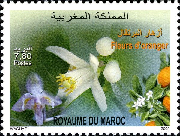 Orange Tree flowers