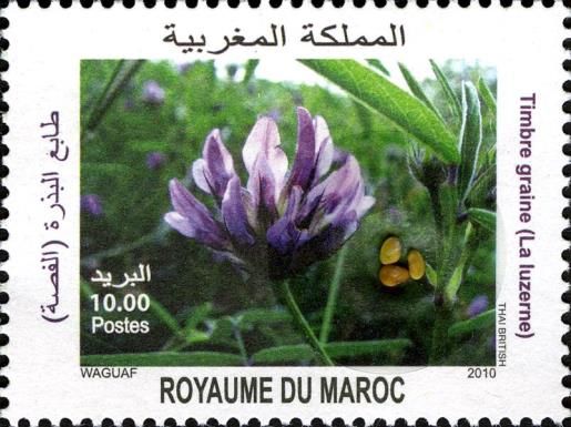 Alfalfa - Medicago sativa