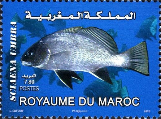 Brown Meagre (Sciaena umbra)