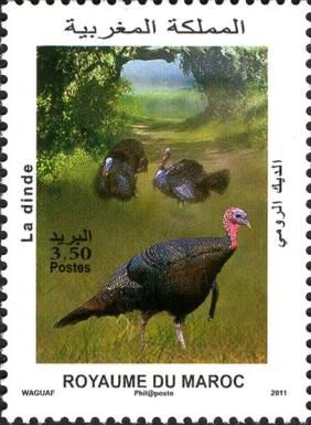 Domesticated Turkey (Meleagris gallopavo)