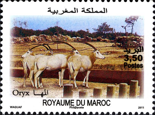 Scimitar Oryx (Oryx dammah)