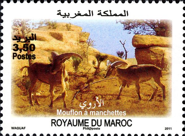 Barbary Sheep (Ammotragus lervia)