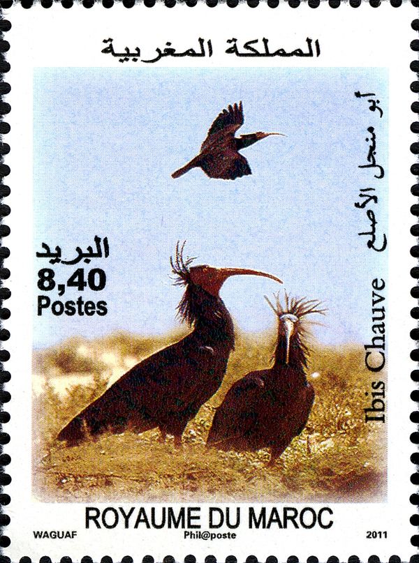 Northern Bald Ibis (Geronticus eremita)