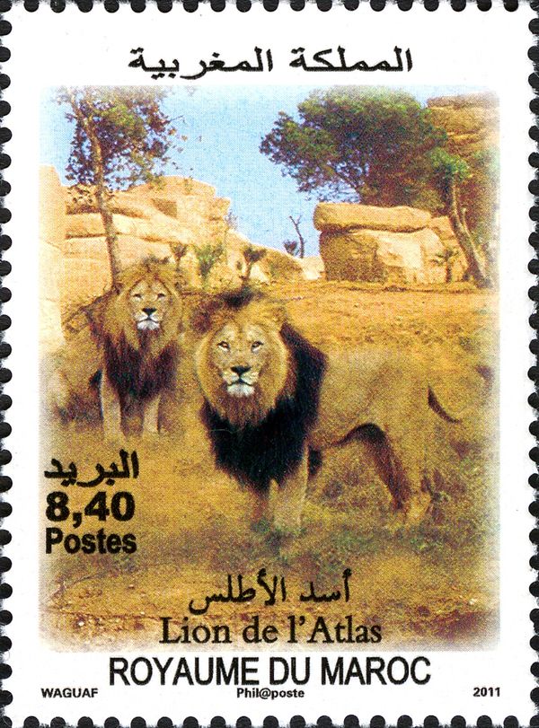 Barbary Lion (Panthera leo leo)