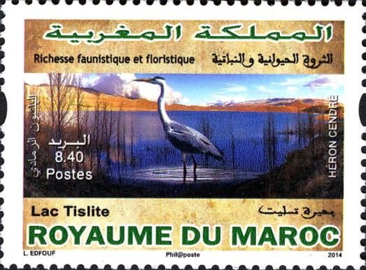 Grey Heron (Ardea cinerea) at Tislite Lake