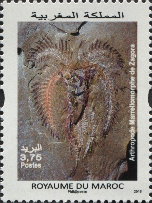 Primitive Spider - Marrellomorphe of Zagora