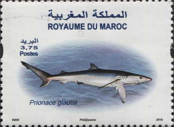 Blue Shark (Prionace glauca)