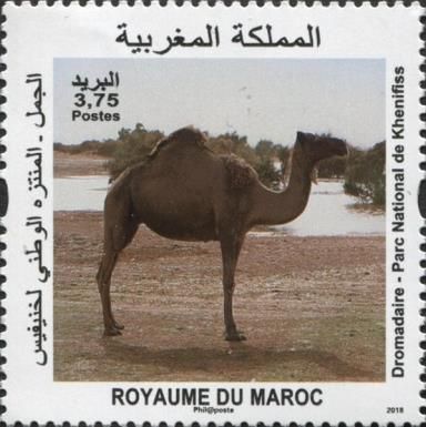 Camel