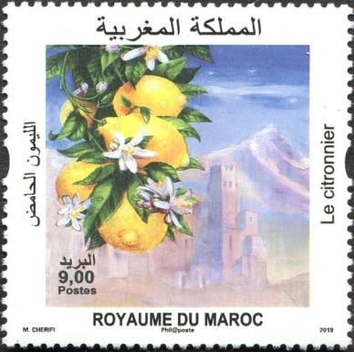 Lemon Tree Bearing Fruit