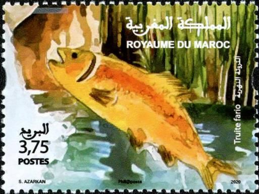 Brown Trout (Salmo trutta)