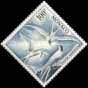 Roseate Tern (Sterna dougallii)