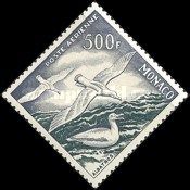 Snowy Albatross (Diomedea exulans)