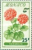 Pelargonium