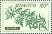 Common jasmine