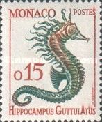 Long-snouted Seahorse (Hippocampus guttulatus)