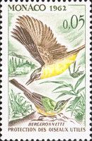 Western Yellow Wagtail (Motacilla flava)