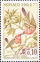 European Robin (Erithacus rubecula)