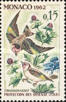 European Goldfinch (Carduelis carduelis)