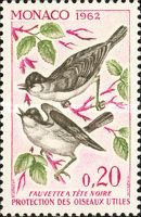 Sardinian Warbler (Curruca melanocephala)