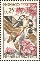 Great Spotted Woodpecker (Dendrocopos major)