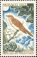 Common Nightingale (Luscinia megarhynchos)