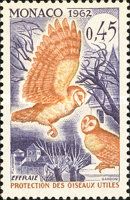 Western Barn Owl (Tyto alba)