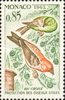 Red Crossbill (Loxia curvirostra)