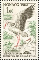 White Stork (Ciconia ciconia)