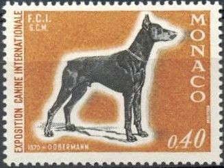 Doberman Pinscher (Canis lupus familiaris)