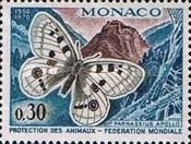 Apollo (Parnassius apollo)