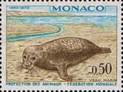 Harbor Seal (Phoca vitulina)