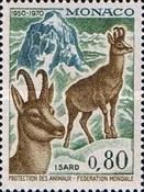Chamois (Rupicapra rupicapra)