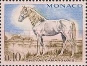 Camargue Horse (Equus ferus caballus)