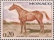 Anglo-Arab Horse (Equus ferus caballus)