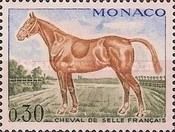 Selle Français (Equus ferus caballus)