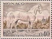 Lipizzan Horse (Equus ferus caballus)