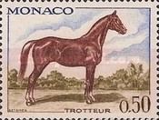 Trotter Horse (Equus ferus caballus)
