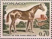 English Thoroughbred (Equus ferus caballus)
