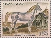 Arabian Horse (Equus ferus caballus)