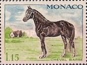 Pinto (Equus ferus caballus)